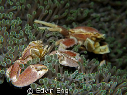 Going separate ways! Taken in Anilao with Canon G9. by Edvin Eng 